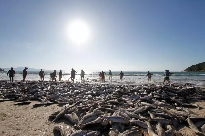 pesca da tainha em bombinhas